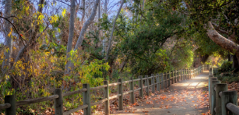 Pretty Path by Alison Frank