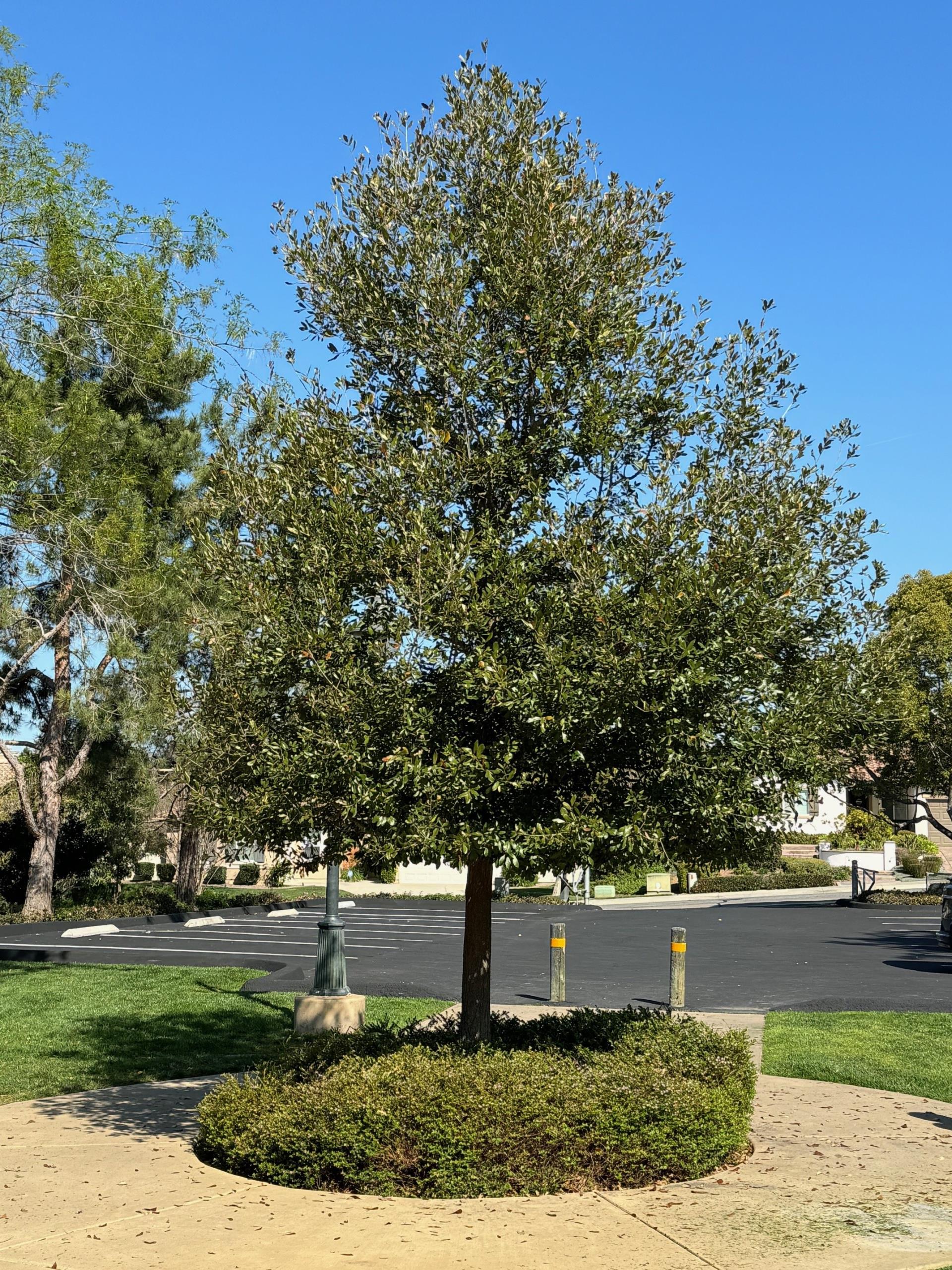 Memorial Tree Example