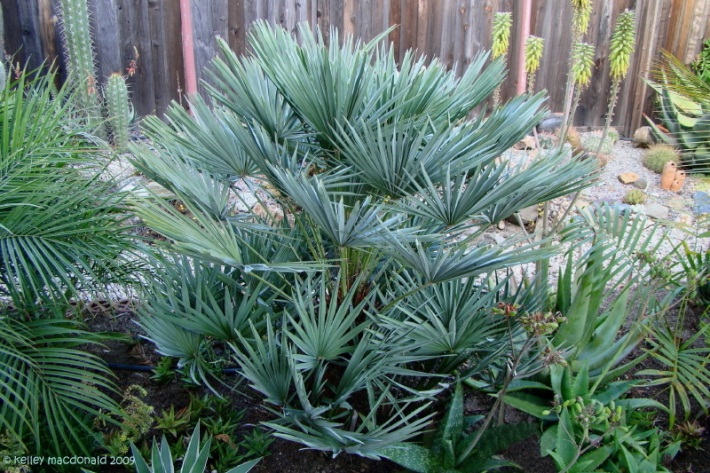 Blue Mediterranean Fan Palm