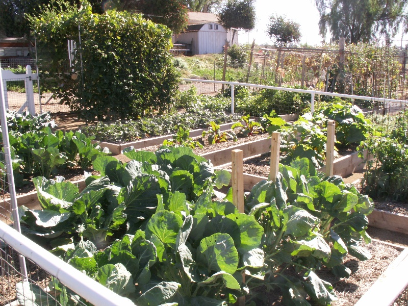 COMMUNITY GARDEN