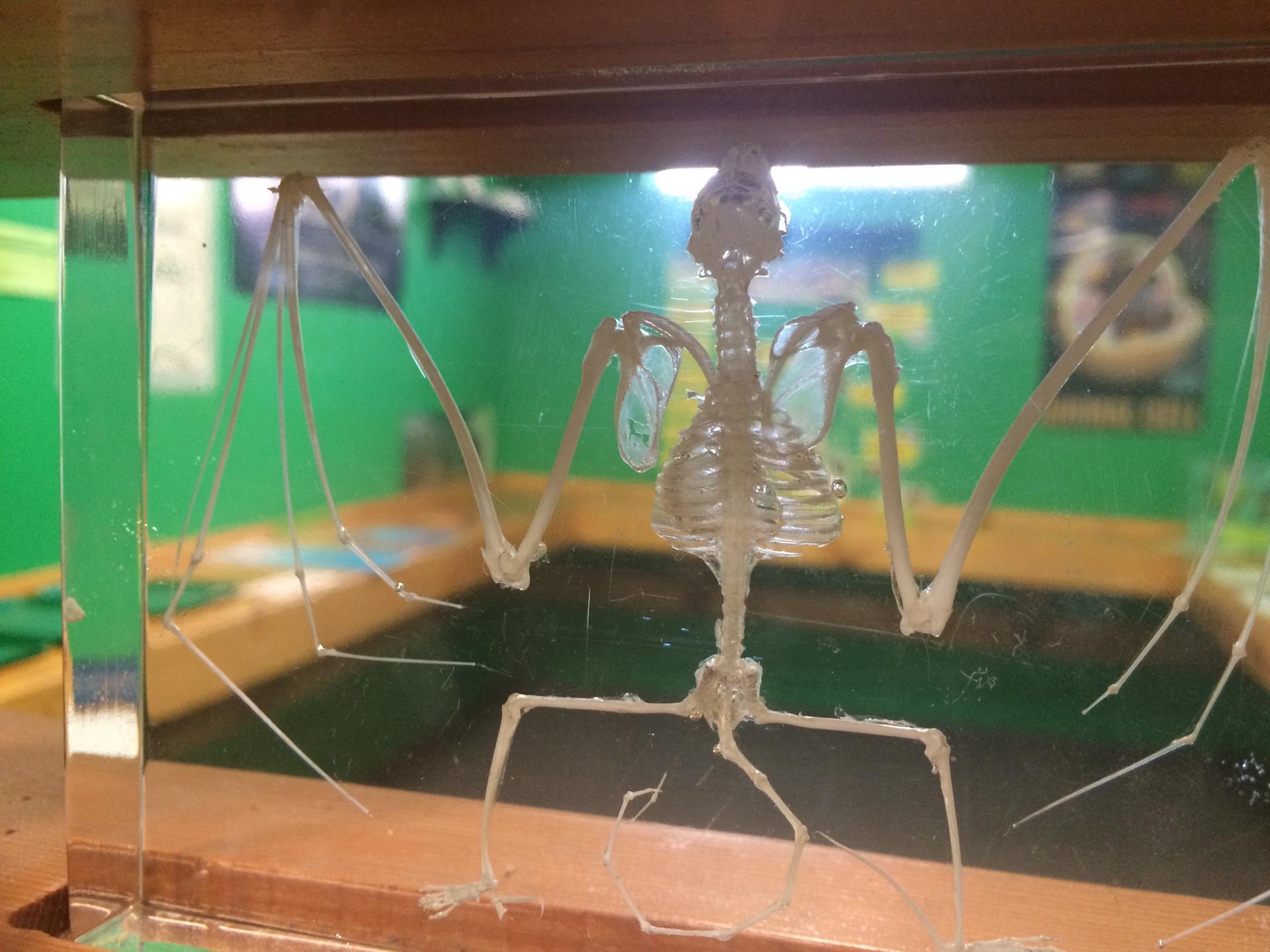Bat Skeleton