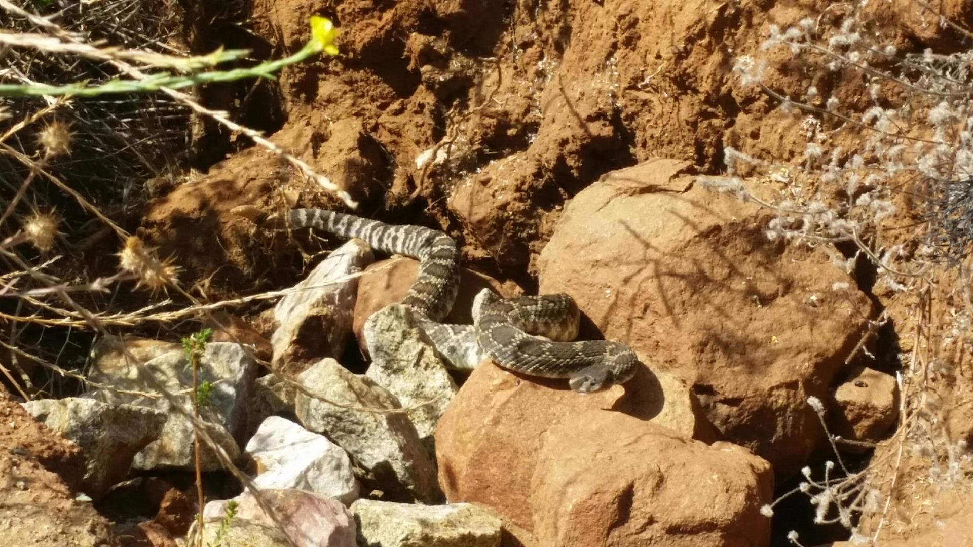 Snake found on San Marcos trails