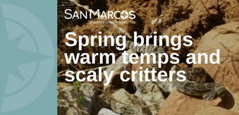 Safety steps for snake sightings